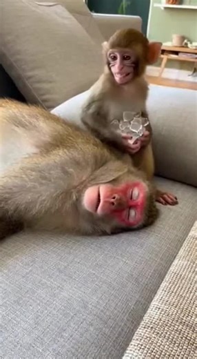 Baby Monkey Playfully Jokes with Dad