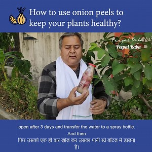 How to use onion peels to keep your plants healthy? | Peepal Baba