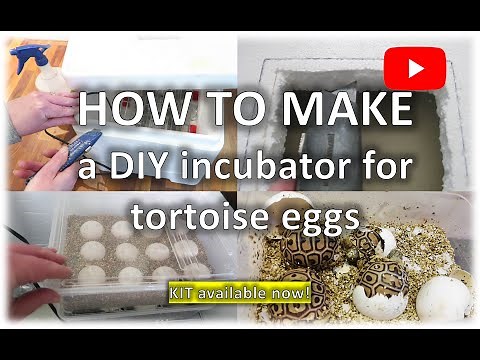 DIY incubator for tortoise and reptile eggs | happytortoises