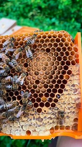 Quanto amo il mio lavoro !! 🤩🤩🤩 (telaino che si utilizza per l’allevamento delle regine ) #lavoroepassione #lavorareconpassione #lavoro #api #bees #miele #honey #queen #regine #allevamento #trentino #italy #visitchiese | Roberta Butterini