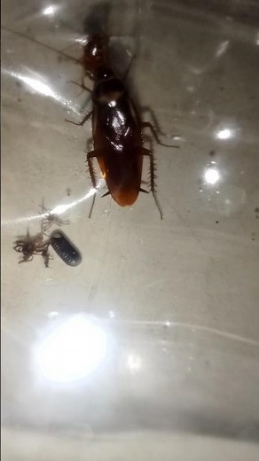 The life cycle of a cockroach. #cockroach, #animals, #nature