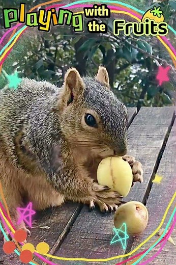 Squirrel Playing with Fruits | #wildlife #squirrel #animals #nature #fruit #food #outdoors #activity
