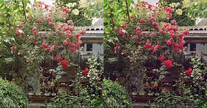 Positive Developments and Negative Attitudes: A Word on Color and Conversion