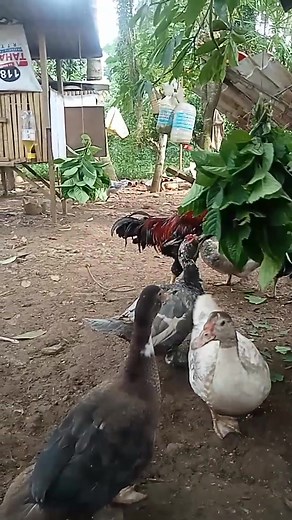#purenativechickenfarming | Basilan Breeder Inbreed