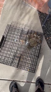 Watch The squirrelinator works!! on Amazon Live