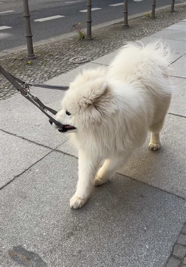 Escalation #whatif #dogtok #samoyed #puppydog #play