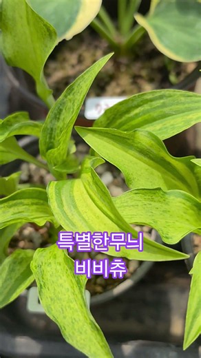 #야생화싸게파는집 #flowers #화초관리 #garden #야생화키우기 #노지월동 #gardening #특별한 멋진무늬 #무늬비비츄
