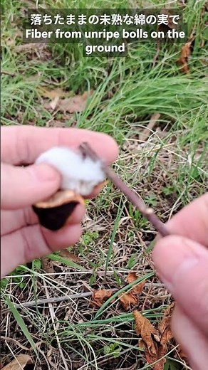 【自然農/綿畑】畑で綿を紡ぐ。綿の枝で紡ぎ。畑に残ってる綿の木の枝と、落ちたままの未熟な綿の実で Even this makes spinnable cotton #asiancotton