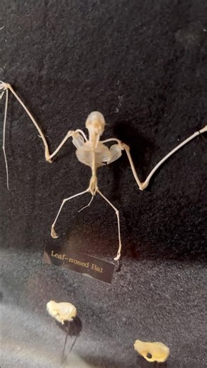 This bat skeleton was the coolest thing we’ve ever seen #shorts