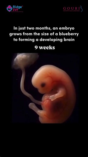 Human Embryo Develoment: From Blueberry Size to 11 Weeks | The Miracle of Life 🧪👶