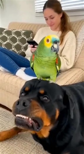 Talking Parrot Roasts Hungry Dog 😂🦜🐶 | “Mom, Feed Your Dog Meat!” . . . . . Captured in one real-life, home-style moment, a woman relaxes on the sofa using her phone while recording from behind the camera, laughing. On top of the sofa, a green Amazon parrot perches right on a growling dog’s head. Suddenly, the parrot shouts loudly in an American accent, “Mom, feed your dog meat, otherwise it will eat me!” The unexpected joke makes both the woman and the parrot burst into nonstop laughter, wit
