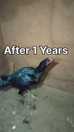 Murgaa 1Month se 1years 🐓‪@MurgaaShokeen‬ #tarding #shorts #reels #viral #youtube