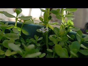 Bacopa Monnieri| Brahmi| Papait| Growing from Cuttings