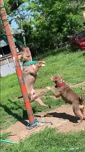 Xl American bully playing with spring Pole #bullyworld #xlbullies