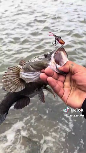 Catch of the Day: Sleepy Cod in Townsville