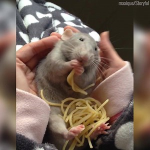 Happy World Rat day! Tag a mate who would appreciate this 😂😂 | UNILAD