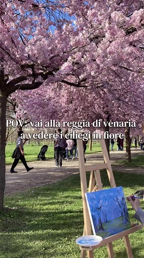 Ciliegi in fiore a Venaria Reale