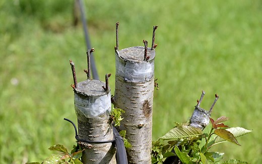 4 méthodes pour greffer un cerisier avec vidéos explicatives
