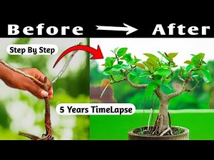 Banyan Bonsai Progression: 5 Year Time Lapse 🌳