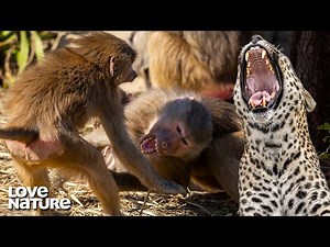 Nasty Baboon Fight Exposes Troop to Hungry Leopard | Love Nature