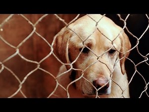 Dogs Rescued From Vermont Puppy Mill