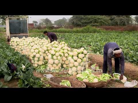 Farmers Harvest and Load Cauliflower into Truck in Najafgarh Fields