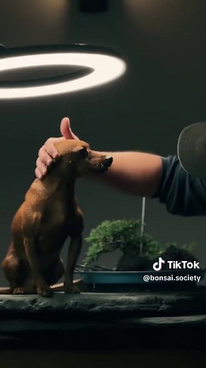 The beginning of a bonsai journey 💚Fantastic production by @kbonsai_ #BonsaiSociety #ArtistAtWork #Juniper #BonsaiTransformation #BonsaiStyling