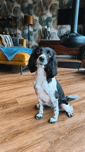 New Girl in Toon | North East Guide on Instagram: "These are five beautiful places in the North East where you can stay with your dog, as recommended by my spaniel Harley. 🐶 The Nest, Co Durham - luxury one-bedroom lodges perfect for couples. We stayed in Kingfisher, their dog friendly waterside lodge with a suspended log burner, outdoor hot tub, underfloor heating and an inbuilt music system we were obsessed with. 🐶 East Farm Glamping, Northumberland is completely dog friendly. We stayed in t
