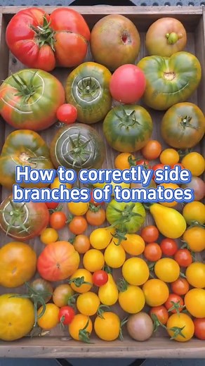 When and how to prune your tomato plants #garden #gardening #gardening101 #farming #planting #tomato #pruning #gardeningtips | The Seed of life