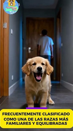 🐶🐕Labrador Retriever Dog | Characteristics of the Most Sociable and Loyal Dog