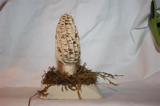 Morrell Mushroom Carving: A Unique and Detailed Hand-carved Mushroom Sculpture - Etsy