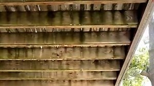 Lunar Liv Ass Clapping - RedPorn.Tv