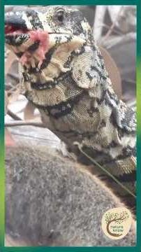 Wild Goanna Scavenging — A Natural Cycle