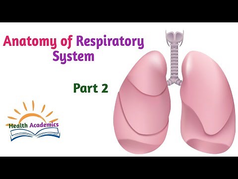 Anatomy of Respiratory System, Part 2, Helpful Video Lecture with Amharic Speech