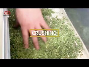 Moringa Leaf Powder Production Line Moringa Leaf Powder Processing Machine