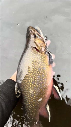 Monster Brook trout Connetquot river long island #fishing