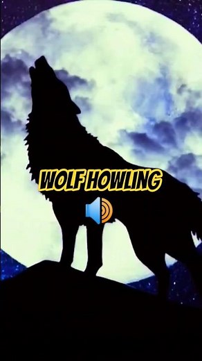 Real Wolf Howling Sounds | Haunting Pack Howling & Lone Wolf Calls