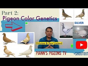 Pigeon Color Genetics PT. 2 [Dilution & SexLinked] #fancypigeons #pjannspigeons