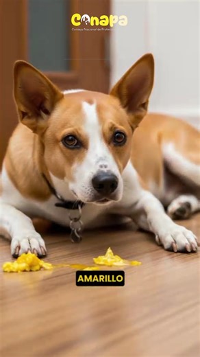 2.5K views · 21 reactions |  ¿Tu perro vomita? Aprende qué te está...