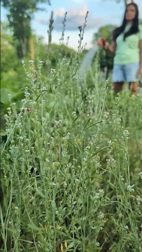 🌿 Watercress: One of the Most Nutritious Plants You Can Grow