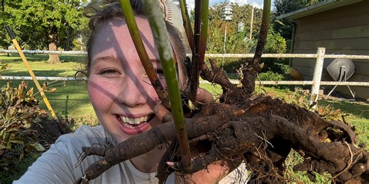 Divide & Conquer: How to Multiply Your Peonies in the Fall