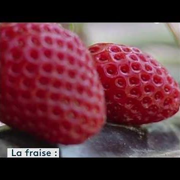 Comment récolter et cuisiner des fraises ?