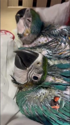 Baby’s blue Gold Macaw #highlights #bluegoldmacaw