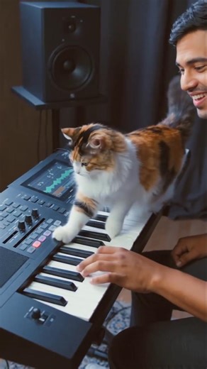 Adorable Cat Playing Piano on Keyboard 🐱✨ Satisfying!Funny Cat Playing Keyboard Beautiful Piano 🎹😻