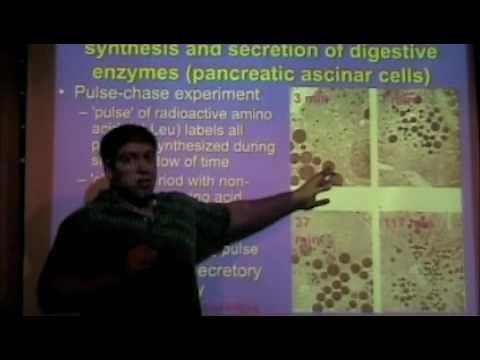Pulse-Chase Experiment Topic 21