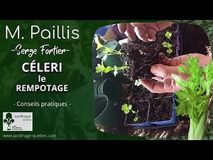REMPOTER DES SEMIS DE CÉLERI - CONSEILS DE SERGE FORTIER
