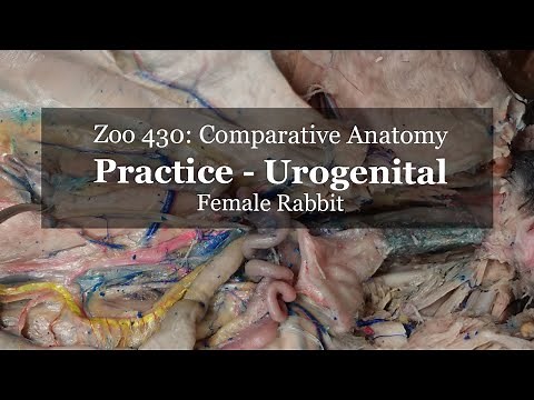 Practice: Rabbit Female Urogenital
