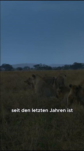 Big cats of the Serengeti: bonding and loss