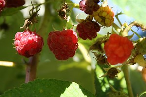 Your Guide to the 2012 Hopkins Raspberry Festival