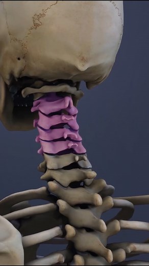 The facet joints of the C2-C5 spinal motion segment are essential for the movement and stability of the neck. These joints allow for flexion, extension, and rotation of the cervical spine. | Spine-health